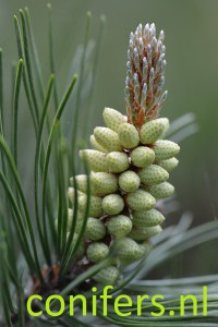 Pinus mugo DSC_0149-conifers.nl